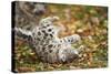 Snow Leopard, Uncia Uncia, Young Animal, Falling, Foliage-David & Micha Sheldon-Stretched Canvas