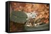 Snow Leopard, Uncia Uncia, Young Animal, Rock, Standing, Trunk, Looking at Camera-David & Micha Sheldon-Framed Stretched Canvas