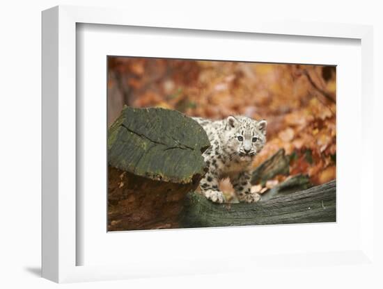 Snow Leopard, Uncia Uncia, Young Animal, Rock, Standing, Trunk, Looking at Camera-David & Micha Sheldon-Framed Photographic Print