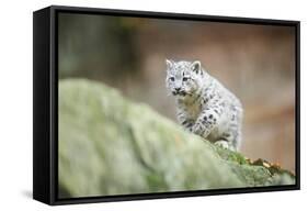 Snow Leopard, Uncia Uncia, Young Animal, Rock, Walking, Frontal-David & Micha Sheldon-Framed Stretched Canvas