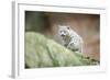 Snow Leopard, Uncia Uncia, Young Animal, Rock, Walking, Frontal-David & Micha Sheldon-Framed Photographic Print