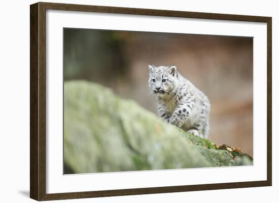 Snow Leopard, Uncia Uncia, Young Animal, Rock, Walking, Frontal-David & Micha Sheldon-Framed Photographic Print