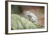 Snow Leopard, Uncia Uncia, Young Animal, Rock, Walking, Frontal-David & Micha Sheldon-Framed Photographic Print