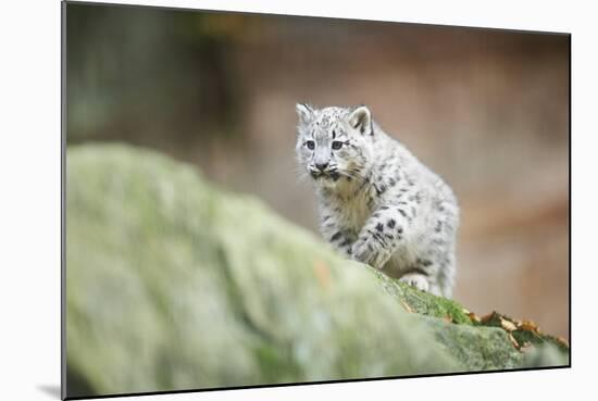 Snow Leopard, Uncia Uncia, Young Animal, Rock, Walking, Frontal-David & Micha Sheldon-Mounted Photographic Print