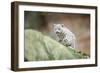 Snow Leopard, Uncia Uncia, Young Animal, Rock, Walking, Frontal-David & Micha Sheldon-Framed Photographic Print