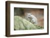 Snow Leopard, Uncia Uncia, Young Animal, Rock, Walking, Frontal-David & Micha Sheldon-Framed Photographic Print