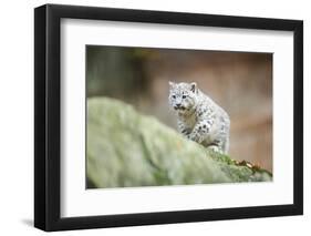 Snow Leopard, Uncia Uncia, Young Animal, Rock, Walking, Frontal-David & Micha Sheldon-Framed Photographic Print