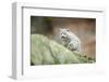 Snow Leopard, Uncia Uncia, Young Animal, Rock, Walking, Frontal-David & Micha Sheldon-Framed Photographic Print