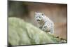 Snow Leopard, Uncia Uncia, Young Animal, Rock, Walking, Frontal-David & Micha Sheldon-Mounted Photographic Print