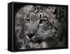 Snow Leopard-Linda Wright-Framed Stretched Canvas