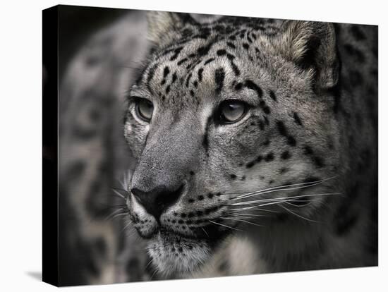 Snow Leopard-Linda Wright-Stretched Canvas