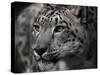 Snow Leopard-Linda Wright-Stretched Canvas