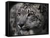 Snow Leopard-Linda Wright-Framed Stretched Canvas