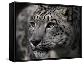 Snow Leopard-Linda Wright-Framed Stretched Canvas