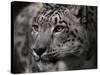 Snow Leopard-Linda Wright-Stretched Canvas