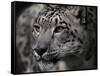 Snow Leopard-Linda Wright-Framed Stretched Canvas