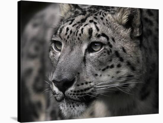 Snow Leopard-Linda Wright-Stretched Canvas