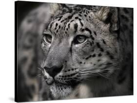 Snow Leopard-Linda Wright-Stretched Canvas