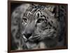 Snow Leopard-Linda Wright-Framed Premium Photographic Print