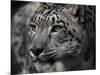 Snow Leopard-Linda Wright-Mounted Premium Photographic Print