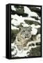 Snow Leopard-null-Framed Stretched Canvas