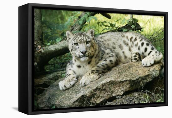 Snow Leopard-null-Framed Stretched Canvas