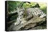 Snow Leopard-null-Stretched Canvas