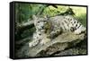 Snow Leopard-null-Framed Stretched Canvas