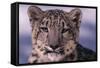 Snow Leopard-DLILLC-Framed Stretched Canvas