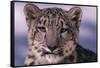 Snow Leopard-DLILLC-Framed Stretched Canvas