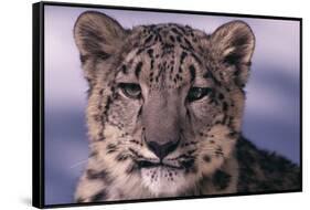 Snow Leopard-DLILLC-Framed Stretched Canvas