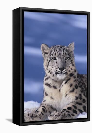 Snow Leopard-DLILLC-Framed Stretched Canvas