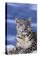 Snow Leopard-DLILLC-Stretched Canvas