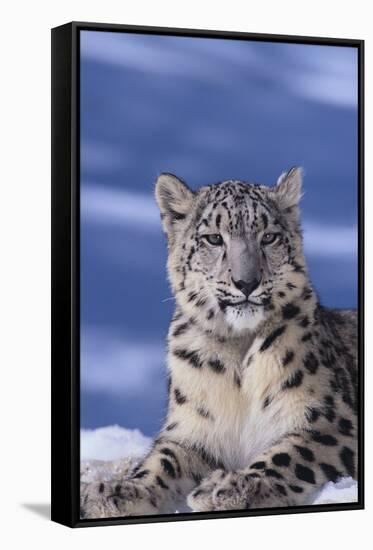 Snow Leopard-DLILLC-Framed Stretched Canvas