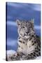 Snow Leopard-DLILLC-Stretched Canvas