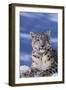 Snow Leopard-DLILLC-Framed Premium Photographic Print