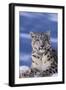 Snow Leopard-DLILLC-Framed Premium Photographic Print