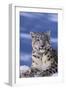 Snow Leopard-DLILLC-Framed Premium Photographic Print