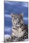 Snow Leopard-DLILLC-Mounted Premium Photographic Print