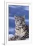 Snow Leopard-DLILLC-Framed Premium Photographic Print