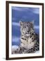 Snow Leopard-DLILLC-Framed Premium Photographic Print