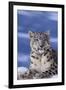 Snow Leopard-DLILLC-Framed Premium Photographic Print