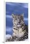 Snow Leopard-DLILLC-Framed Premium Photographic Print