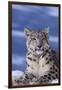 Snow Leopard-DLILLC-Framed Premium Photographic Print