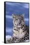 Snow Leopard-DLILLC-Framed Stretched Canvas