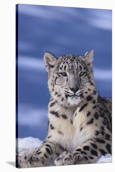 Snow Leopard-DLILLC-Stretched Canvas