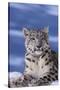 Snow Leopard-DLILLC-Stretched Canvas