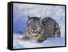 Snow Leopard-DLILLC-Framed Stretched Canvas