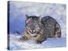 Snow Leopard-DLILLC-Stretched Canvas