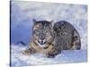 Snow Leopard-DLILLC-Stretched Canvas